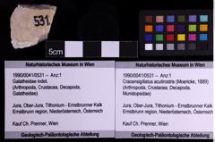 Foto (Objekt + Etiketten) von Cracensigillatus acutirostris (Moericke, 1889) (NHMW-GEO-1990-0041-0531)